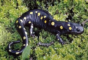 Learn About Spotted Salamanders with Ted Watt